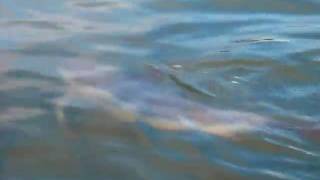 Dolphin_in_Nantucket.avi