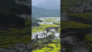 One of my favorite area in China! The famous canola flowers at Jiangling, Wuyuan, Jiangxi.