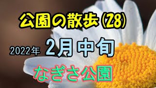 富士公園からなぎさ公園までの散歩　河津桜は咲き始め　下旬には満開でしょう。　公園の散歩(28)　２月中旬　「花から」