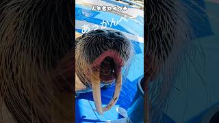 動物と仲良くなれる水族館『うみたまご』#shorts