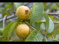 NATURAL PHYSICAL  BENEFITS OF GUAVA LEAVES  AND AHOMAKYEM