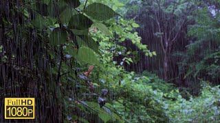 【雨の音】森の中の雨音で癒される2時間49分