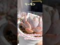 【多肉植物】少しずつむっちりしてきたリーモン🪴 shorts