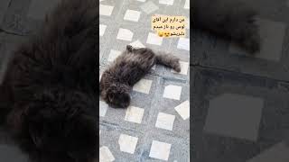 ازهمه چیزهایی که خداخلق کرده ،گربه ها بی نظیرترین مخلوقات محسوب میشن ببینید😂😻❤️