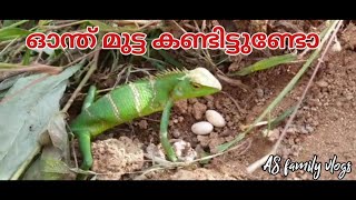 ഓന്ത് മുട്ട കണ്ടിട്ടുണ്ടോ||chameleon egg|| #ASfamilyvlogs