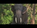 the dark truth behind guruvayur elephants