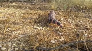 Pink Gila Monster at Saguaro National Park