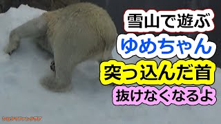 雪山で遊ぶゆめちゃん💗突っ込んだ首抜けなくなるよ【王子動物園】