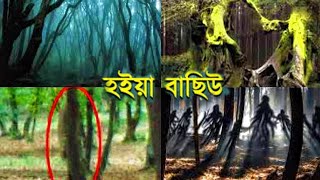 হইয়া বাছিউ - রহস্যময় ভূতুড়ে জঙ্গলের গল্প | Hoia-Baciu Forest