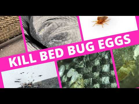 5 Things That Kill Bed Bug Eggs Watch Until The End Youtube