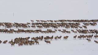 National Elk Refuge Elk Herd