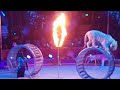 monte carlo circus festival 2017 zapashny brothers tigers springer gennem flammende bøjler