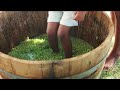 hands on harvesting at soetmelksvlei 🍇