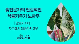 알로카시아 응애, 뿌리파리, 솜깍지벌레, 총채벌레 /과습, 질의응답 등