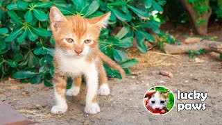 The Kitten shows how cute she is to the man who came to feed her.