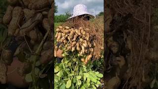 Peanuts harvesting by farming natural #peanut #farming