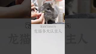 龙猫多大开始认主人呢？