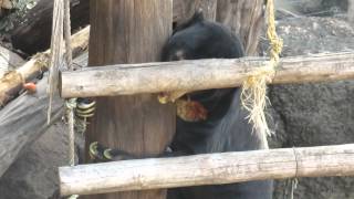 マレーグマのアズマ「ボクも簡単に取れるんだよ」＠上野動物園 - MVI 1315