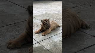 🐯🐯🐯WOW!!! adorable tiger cub #tigercub  #tiger #kitten #foryou #fpy #cute #kitty #zoo #adorable