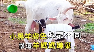 小山羊因生了一身黑色，慘遭羊媽媽區別對待，為了幫它主人操碎了心【小奶狗觀影】