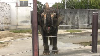 ボルネオゾウ,福山市立動物園,広島県,Bornean Elephant,Fukuyama City Zoo,Hiroshima,Japan