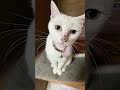 【すみねこ】さくら　自己紹介【多頭飼育崩壊から保護された猫たち】 福岡県 保護猫 保護猫活動 セカンドキャットライフ すみねこ