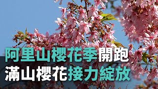 阿里山櫻花季開跑 滿山櫻花接力綻放【央廣新聞】