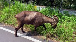 4K Video: Nilgiri tahr (Varayadu - Mountain Goat) eating grass on Valparai Ghat road - Stock Footage