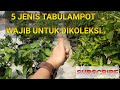 WAJIB DIMILIKI !! 5 jenis TABULAMPOT mudah berbuah