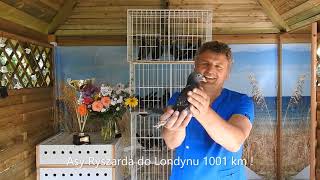 Szybkie gołębie na Londyn 1001 km tel. 728 465 939