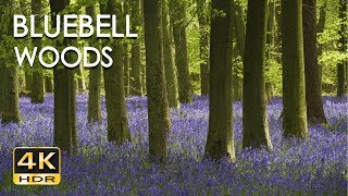 4K HDR Bluebell Woods - English Forest - Birds Singing - No Loop - Relaxing Nature Video & Sounds