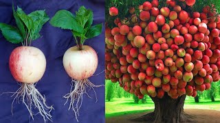 Discover the Ultimate Method to Grow Apple Trees Faster | How to Master Apple Tree Grafting