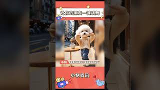 #pets #cute #dance #cutedog #funny #animals #puppy #搞笑 #狗狗 #bulldog 当狗狗遇上咖啡下午茶，萌趣时光开启