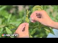 The rebirth of the American chestnut