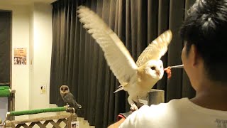 手に飛んで来て餌を食べるフクロウが可愛過ぎた・・・！