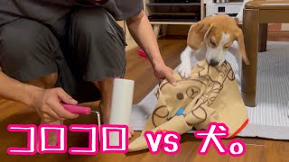 【BEAGLEさつき】大事なものがありすぎて目移りしちゃう犬。Satsuki the Beagle