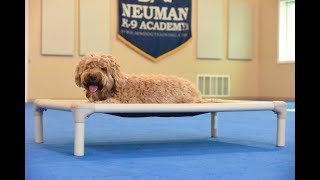 Aussie (Labradoodle) Boot Camp Dog Training Video Demonstration