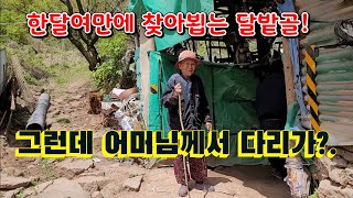 한달여만에 찾아뵙는 달밭골//그런데 어머님께서 다리가 ?.