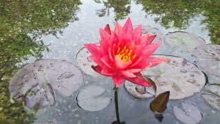 Nymphaea Wanwisa  Water Lily