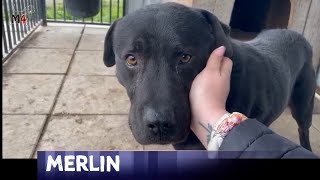 Mentor4dogs- MERLIN