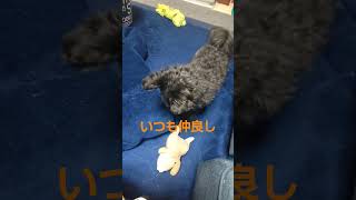 波平のお友達。 #ポメプー #愛犬