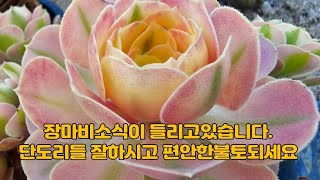 6월29일 ㅡ정원다육ㅡ 불토!!!아침부터 대단한날씨!!! 장마비소식에 분주해지는 정원댁!!!  정원댁010.7370.2040