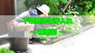 【植栽管理】梅雨前にやっておきたい『下草類』のお手入れ