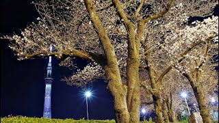 東京スカイツリー　ライトアップ　新雅　雅　　隅田公園　野球場　　Tokyo Skytree light up new Miyabi　桜　染井吉野　ソメイヨシノ　桜まつり