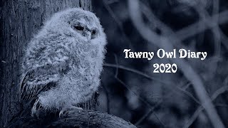 Tawny Owl Diary 2020