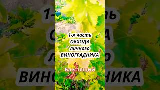 🍇 Обзор виноградника Тани и Славы (2024г.). Часть #1 #виноград #блестящий #минск #беларусь