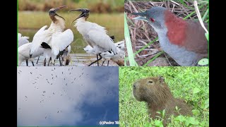 CABEÇA SECA EM MINE DOCUMENTÁRIO, RARÍSSIMA SANÃ DO CAPIM CANTANDO EM VÍDEO E UMA CAPIVARA ESPECIAL