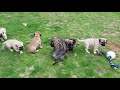 English Mastiff Puppies playing outside.