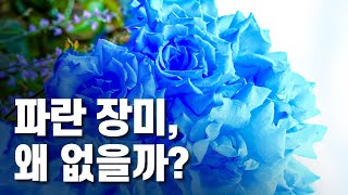 왜 파란 장미는 없는 것일까? [핫클립 유레카] / YTN 사이언스