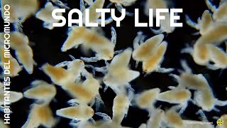 Salty Life - HABITANTES DEL MICROMUNDO